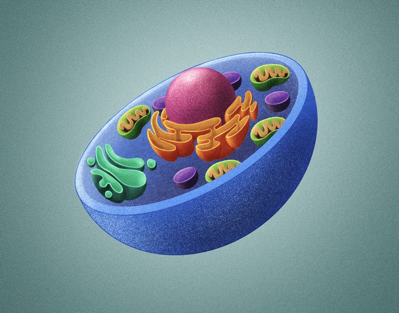 Portfolio Image