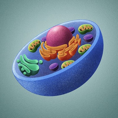 Portfolio Image
